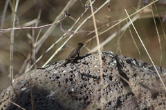 Sceloporus spinosus