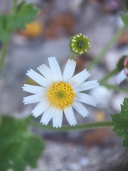 Amauria rotundifolia