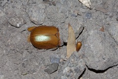 Anoplognathus montanus