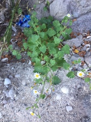 Amauria rotundifolia
