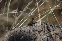 Sceloporus spinosus