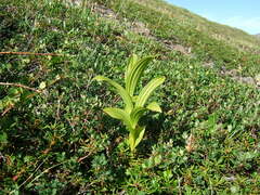 Veratrum oxysepalum