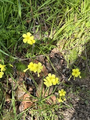 Oxalis pes-caprae