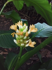 Goeppertia macrosepala