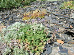 Dracocephalum palmatum