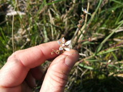 Micranthes foliolosa