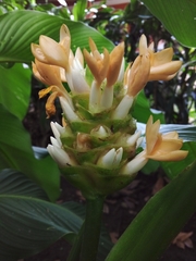 Goeppertia macrosepala