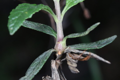 Neolasioptera mimuli