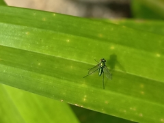 Condylostylus longicornis