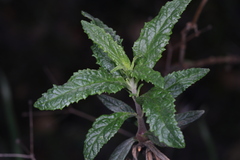 Neolasioptera mimuli