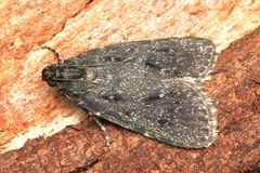 Stericta carbonalis