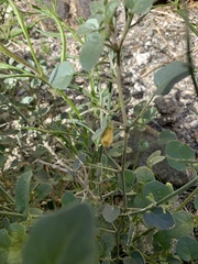 Physalis crassifolia