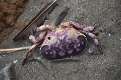 Platyxanthus orbignyi