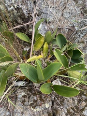 Dendrobium speciosum