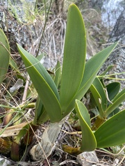 Dendrobium speciosum