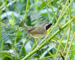 Geothlypis trichas