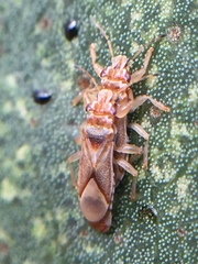 Thaumastocoris peregrinus
