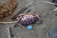 Platyxanthus orbignyi