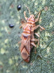 Thaumastocoris peregrinus
