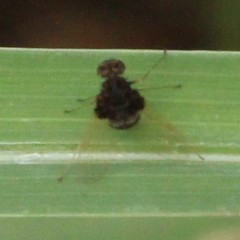 Chrysopilus basilaris