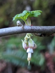 Ribes menziesii
