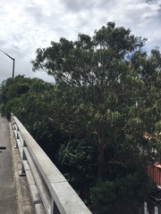 Thaumastocoris peregrinus