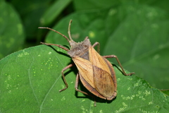 Spartocera granulata