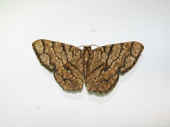 Heterostegane subtessellata