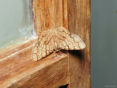Heterostegane subtessellata