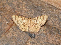 Heterostegane subtessellata