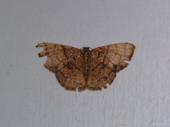 Heterostegane subtessellata