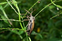 Spartocera granulata