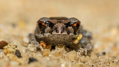 Leptobrachium hendricksoni