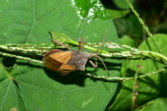 Spartocera granulata