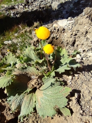 Calceolaria filicaulis