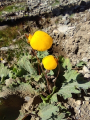 Calceolaria filicaulis