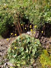 Calceolaria filicaulis