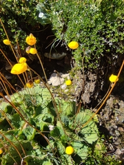 Calceolaria filicaulis