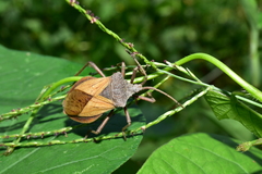 Spartocera granulata