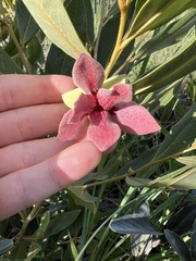 Duguetia furfuracea