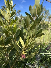 Duguetia furfuracea