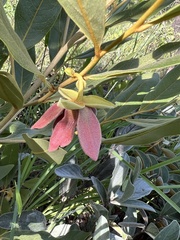 Duguetia furfuracea