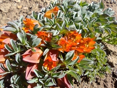 Tropaeolum polyphyllum