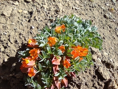 Tropaeolum polyphyllum