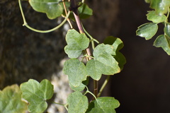 Clematis pauciflora