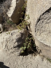 Clematis pauciflora