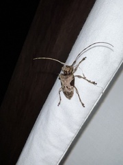 Lagocheirus araneiformis