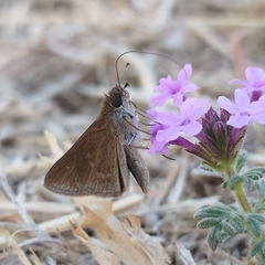 Lerodea eufala eufala