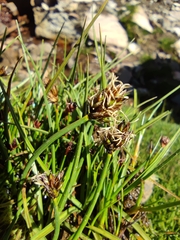 Carex melanocystis