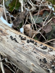 Biscogniauxia marginata